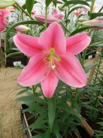 [4126 Ofuna ST No02.JPG]